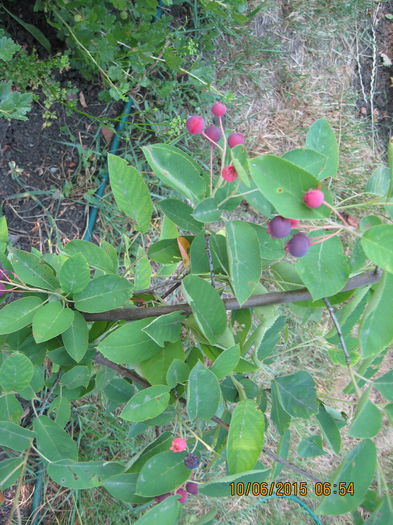 anul acesta a facut prima data fructe. - 3 ARBUSTI FRUCTIFERI SI ORNAMENTALI