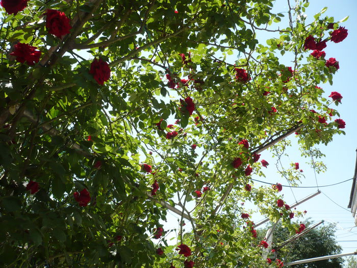 Picture 529
