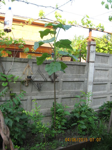 2015- anul 3 - Paulownia Tomentosa 2014-2016