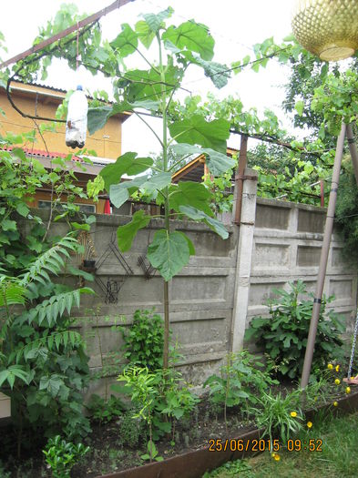 P. cel din curte. - Paulownia Tomentosa 2014-2016