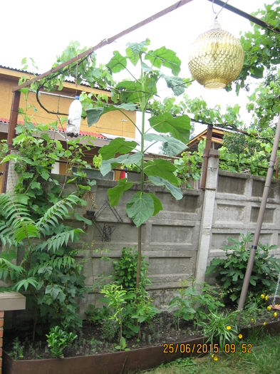Picture 3753 - Paulownia Tomentosa 2014-2016
