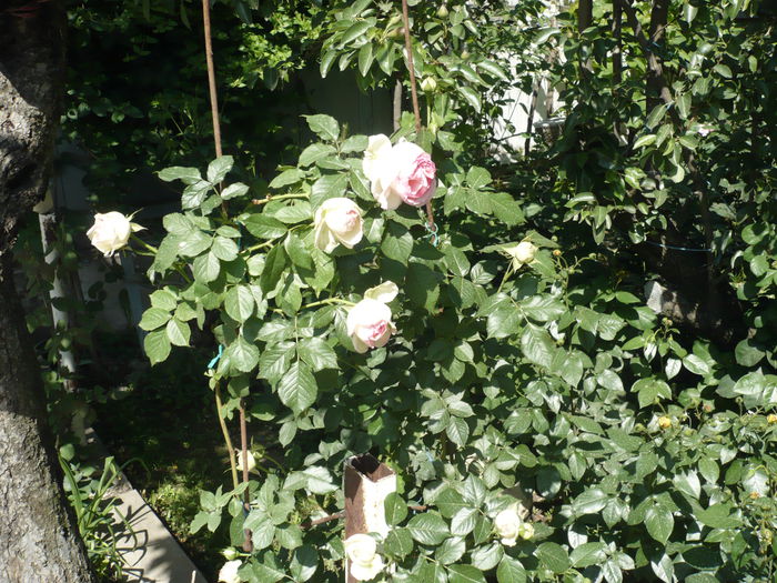 Picture 573