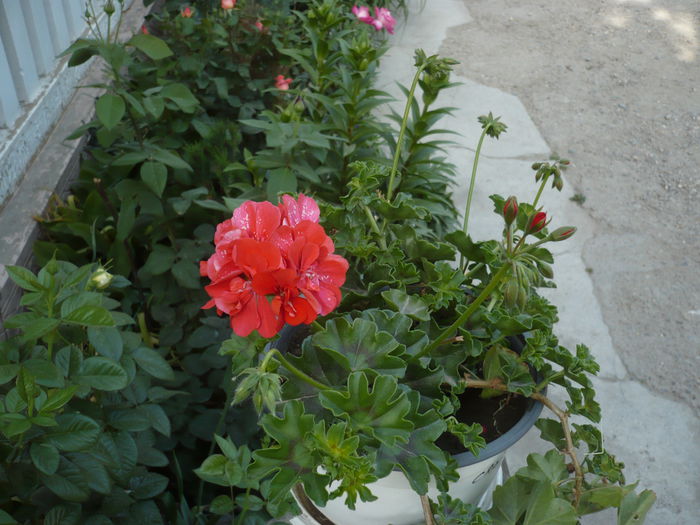 Picture 605 - trandafiri si flori 2015