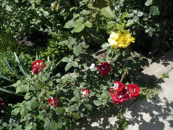 Picture 580
