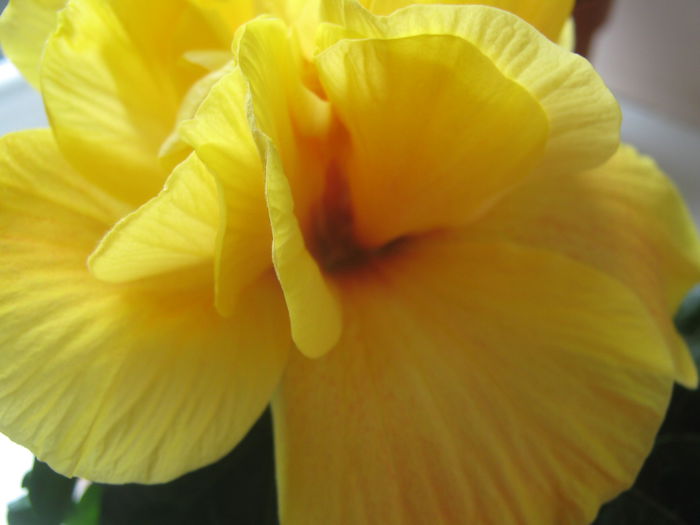 Picture My plants 3935