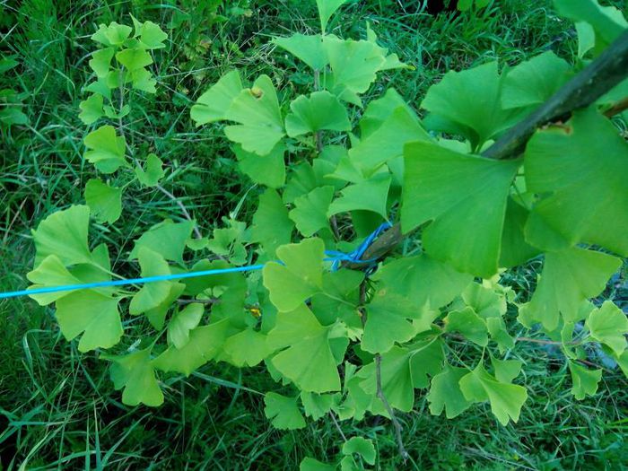 Ginkgo biloba; Frunze verzi de Ginkgo
