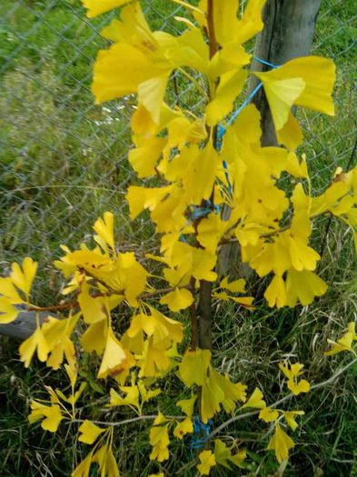 Ginkgo toamna - Ginkgo Biloba