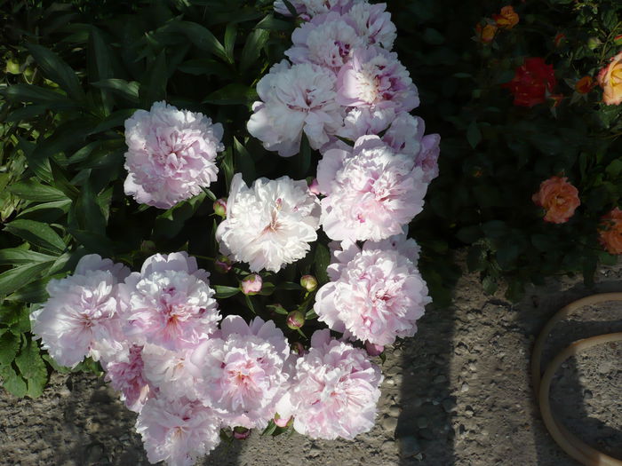 Picture 607 - trandafiri si flori 2015