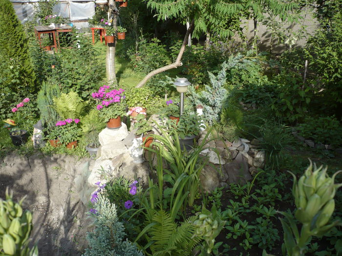 Picture 608 - trandafiri si flori 2015