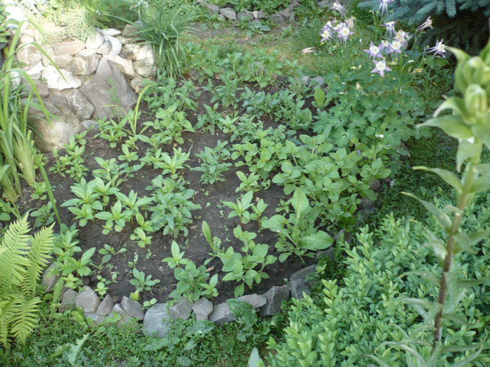 Picture 610 - trandafiri si flori 2015