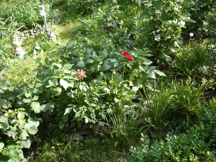 Picture 612 - trandafiri si flori 2015