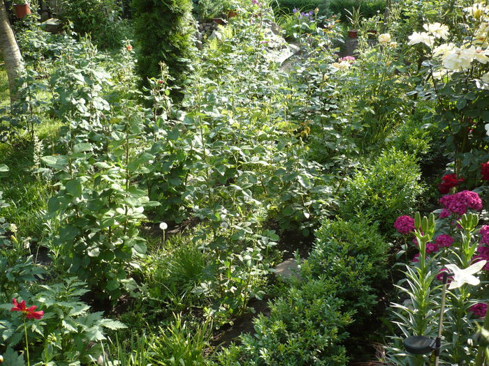 Picture 613 - trandafiri si flori 2015