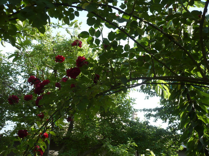 Picture 616 - trandafiri si flori 2015