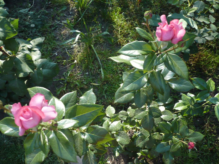 Picture 630 - trandafiri si flori 2015