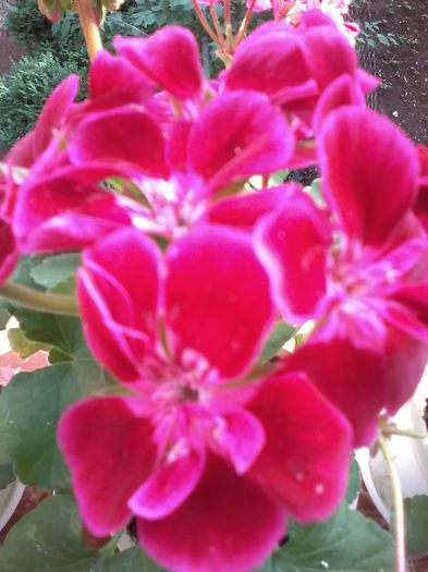 20130101_020243 - Muscate