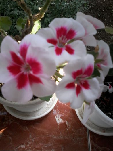 20130101_020258 - Muscate