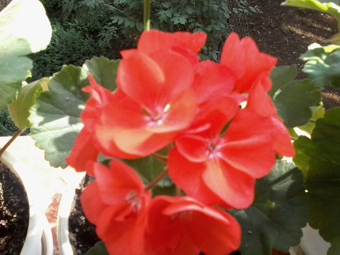 20130101_020327 - Muscate