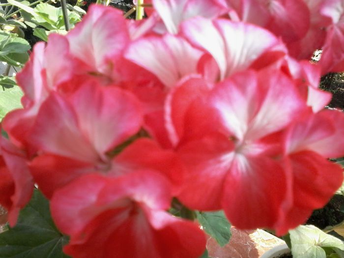 20130101_020443 - Muscate