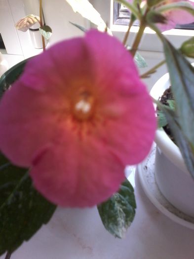 20130101_023715 - Achimenes