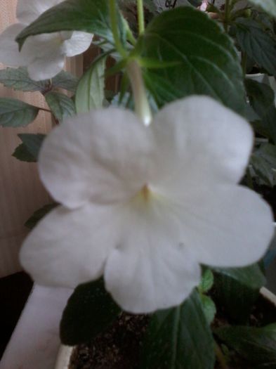 20130102_035103 - Achimenes