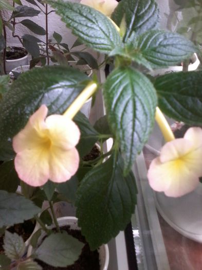 20130102_035112 - Achimenes