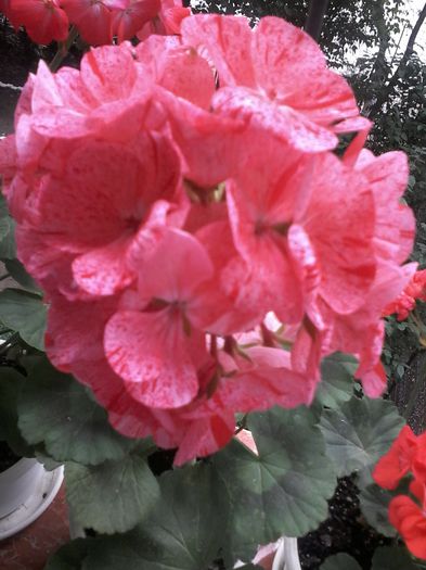 20130102_052115 - Muscate