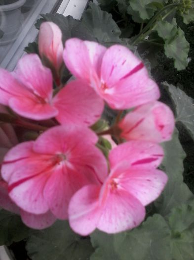 MUSCATA PISTRUIATA MOLDOVITA