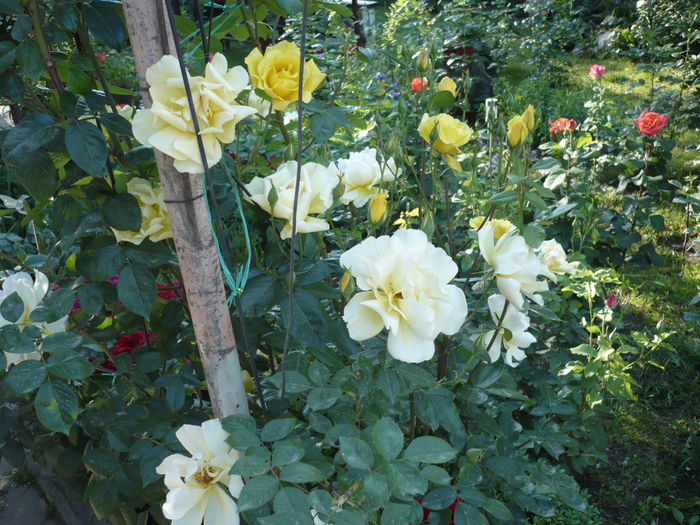 Picture 671 - trandafiri si flori 2015