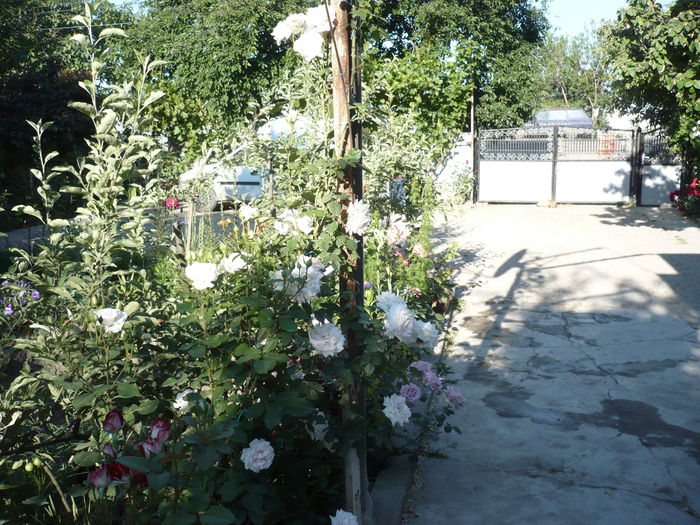 Picture 672 - trandafiri si flori 2015