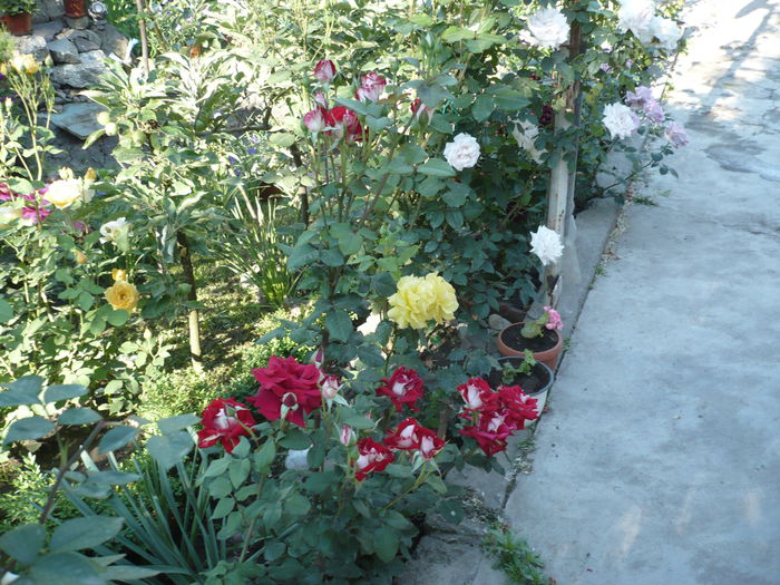 Picture 673 - trandafiri si flori 2015