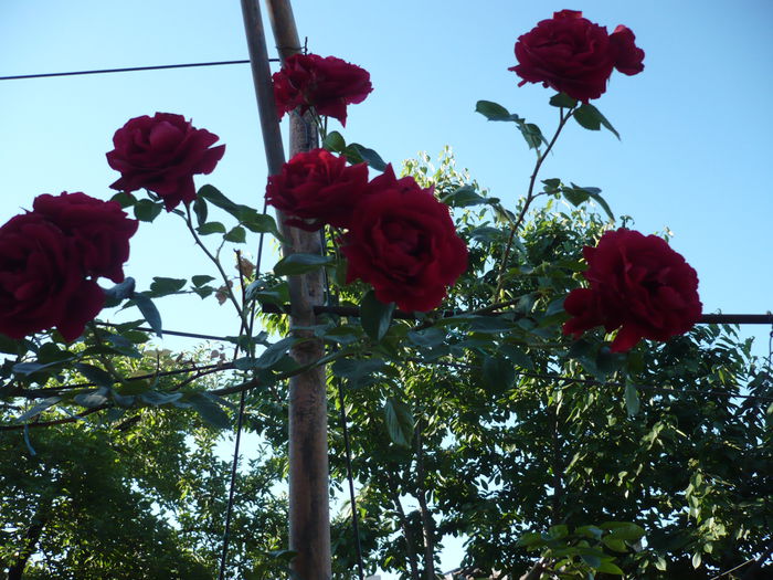Picture 675 - trandafiri si flori 2015