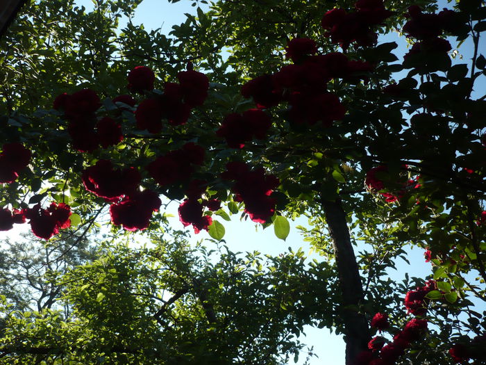 Picture 676 - trandafiri si flori 2015