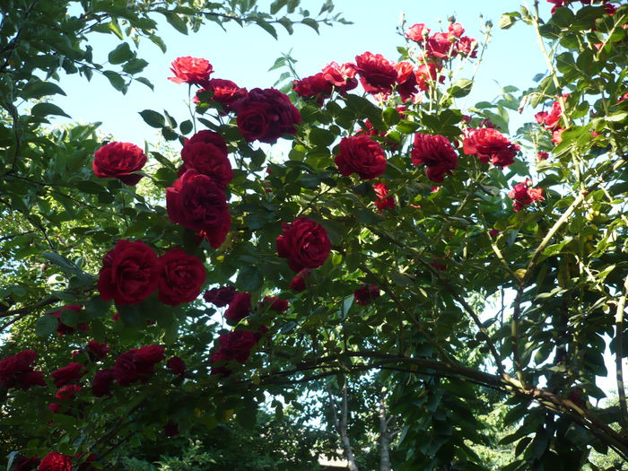 Picture 677 - trandafiri si flori 2015