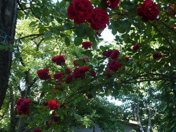 Picture 678 - trandafiri si flori 2015