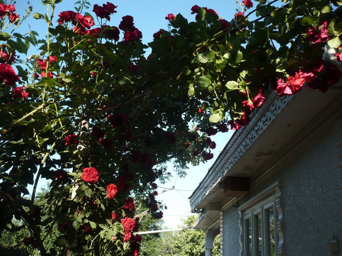 Picture 679 - trandafiri si flori 2015