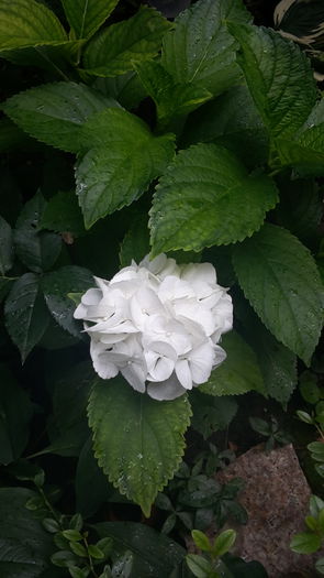20150629_093713