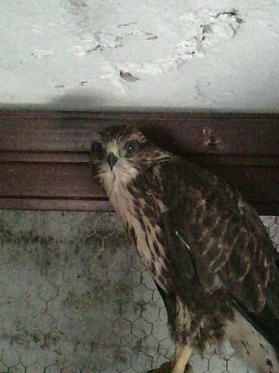 1891134_999914500053213_4060912144048191134_n