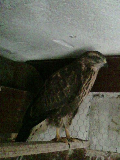 10985421_999914356719894_8177970327066560937_n