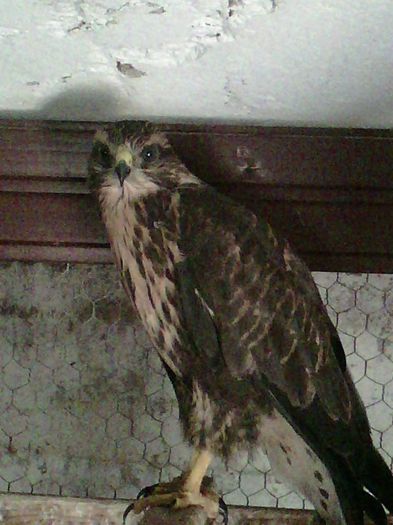 11698536_999914526719877_1164249640020589046_n