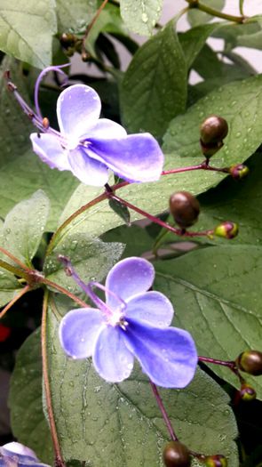 2015-06-29 13.15.11 - clerodendronii mei