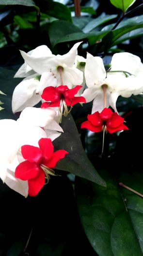 2015-06-29 13.12.33 - clerodendronii mei
