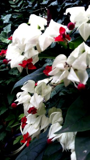 2015-06-29 13.12.48 - clerodendronii mei