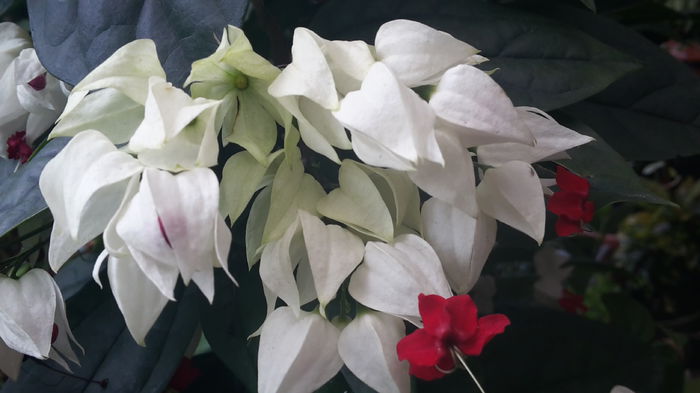 20150629_093522 - clerodendronii mei