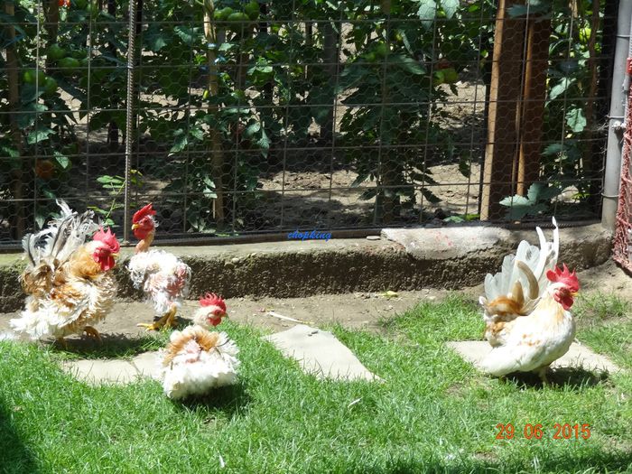 DSC02432 - G--GAINILE MELE