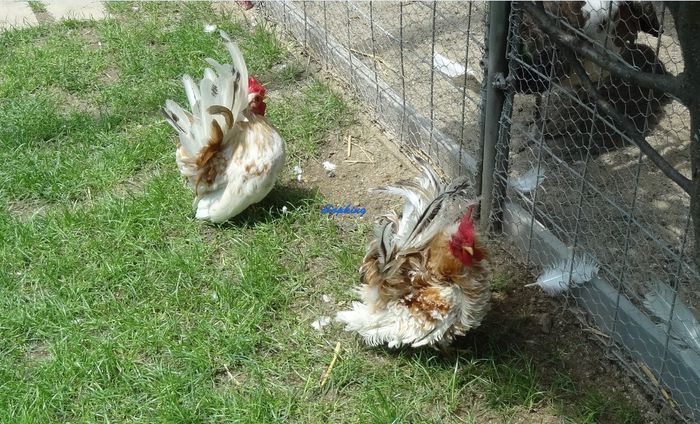 Screenshot - 6_29_2015 , 13_00_28