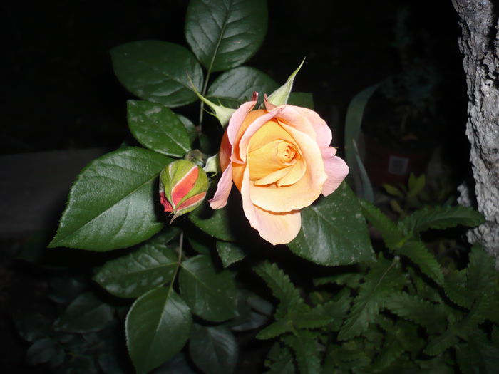 Picture 845