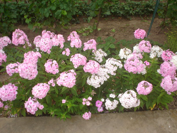phlox - FLORILE DIN CURTEA CASEI 2015