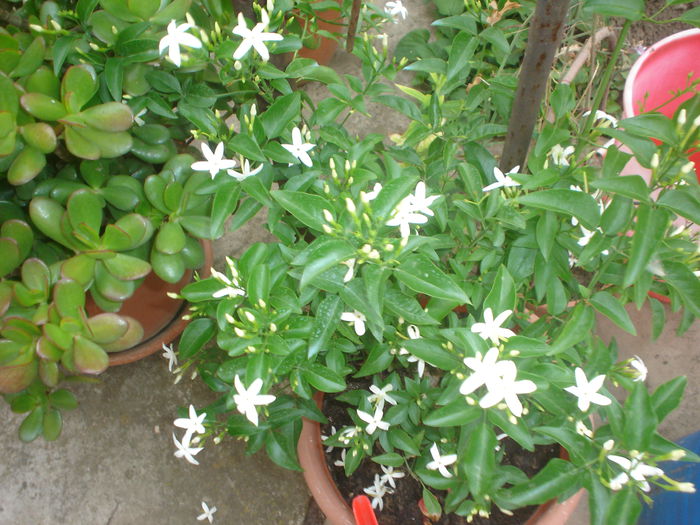 jasminum