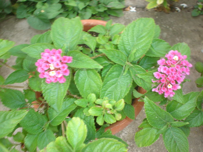 lantana - FLORILE DIN CURTEA CASEI 2015