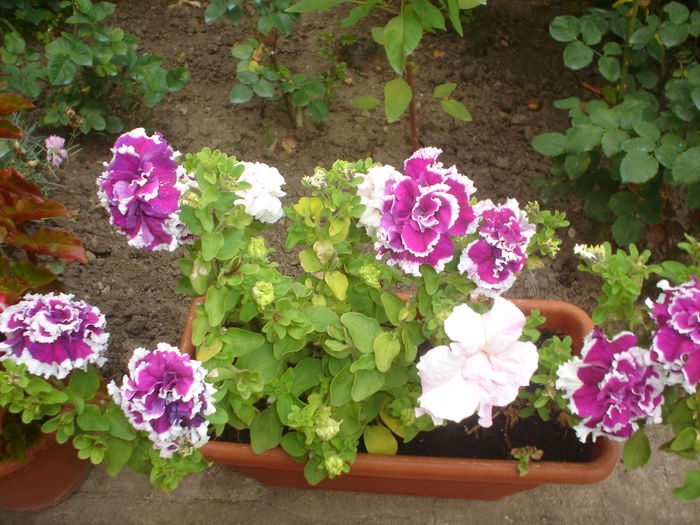 petunii duble